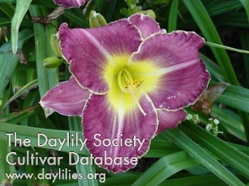 Daylily Druid's Chant